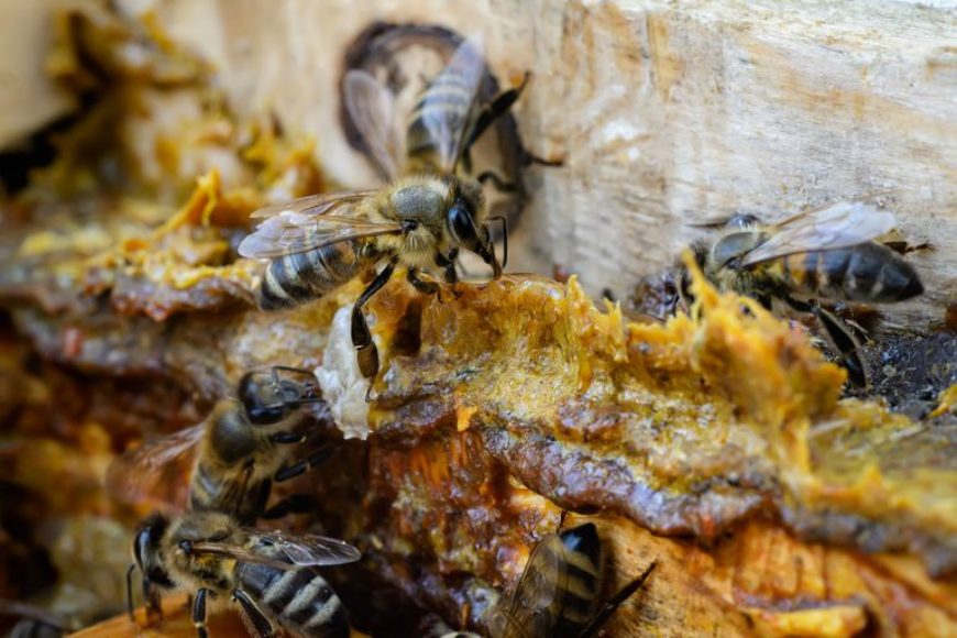 Jačanje imuniteta pčelinjim proizvodima- PROPOLIS
